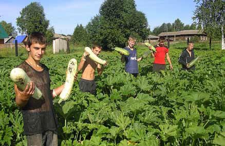 Дети собирают урожай кабачков