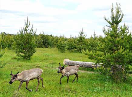 Молодые пятнистые олени гуляют в пределах арендованного участка леса
