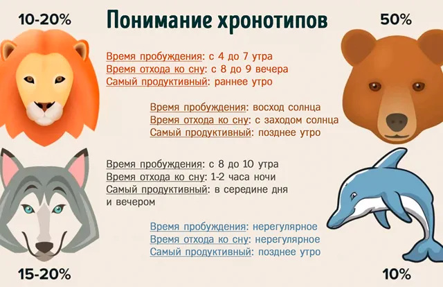Сравнение основных типов хронотипа человека по времени пробуждения и активности
